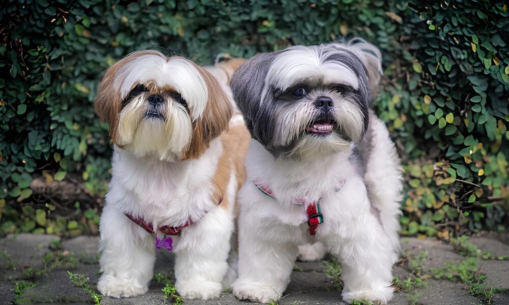 Encontro de Shih Tzus no Butant Shopping Um Dia M gico para Pets e Tutores