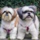Encontro de Shih Tzus no Butant Shopping Um Dia M gico para Pets e Tutores