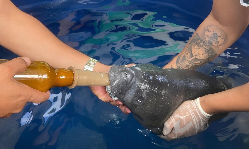 Filhotes de Peixe Boi da Amaz nia Resgatados no Par Uma Hist ria de Luta Sobreviv ncia e Esperan a