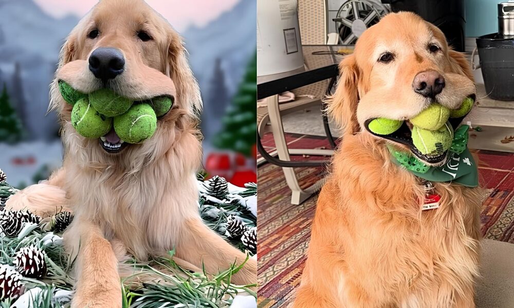 Finley o C o Prod gio Como um Golden Retriever Conquistou o Mundo com Seis Bolas de T nis na Boca