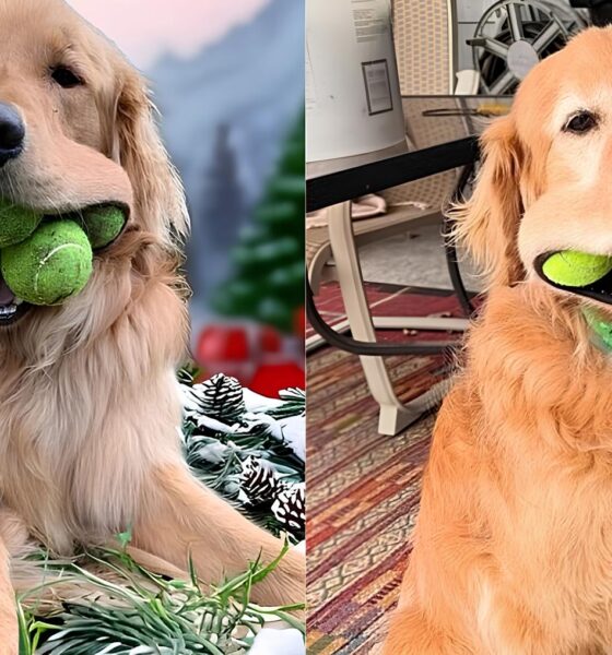 Finley, o Cão Prodígio: Como um Golden Retriever Conquistou o Mundo com Seis Bolas de Tênis na Boca 16 Finley o C o Prod gio Como um Golden Retriever Conquistou o Mundo com Seis Bolas de T nis na Boca