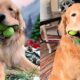 Finley o C o Prod gio Como um Golden Retriever Conquistou o Mundo com Seis Bolas de T nis na Boca