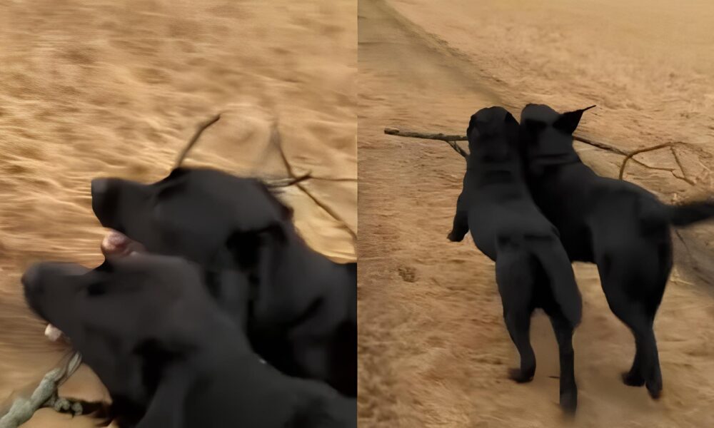 Labradores Viralizam ao Andar em Sincronia com Graveto na Boca O V deo Que Encantou a Internet