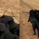 Labradores Viralizam ao Andar em Sincronia com Graveto na Boca O V deo Que Encantou a Internet