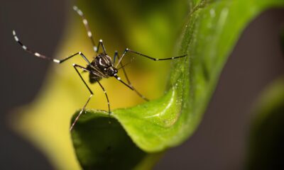 O Aedes Avan a Primeira Morte por Dengue em Iracem polis Eleva o Alerta na Regi o e Revela Riscos Silenciosos