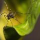 O Aedes Avan a Primeira Morte por Dengue em Iracem polis Eleva o Alerta na Regi o e Revela Riscos Silenciosos