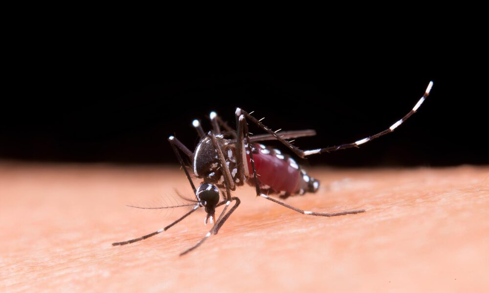 O Alerta Silencioso Como Indaiatuba Enfrenta um Surto Mortal de Dengue em 2025