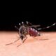 O Alerta Silencioso Como Indaiatuba Enfrenta um Surto Mortal de Dengue em 2025