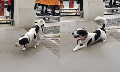 O Dia em que um C o Virou Estrategista A Tentativa Encantadora de Invadir um Mercado