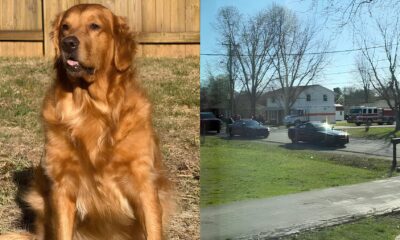 O Her i de Quatro Patas Como Zoie Uma Golden Retriever Salvou o Dia em um Caso de Crian a Desaparecida