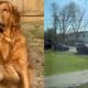 O Her i de Quatro Patas Como Zoie Uma Golden Retriever Salvou o Dia em um Caso de Crian a Desaparecida