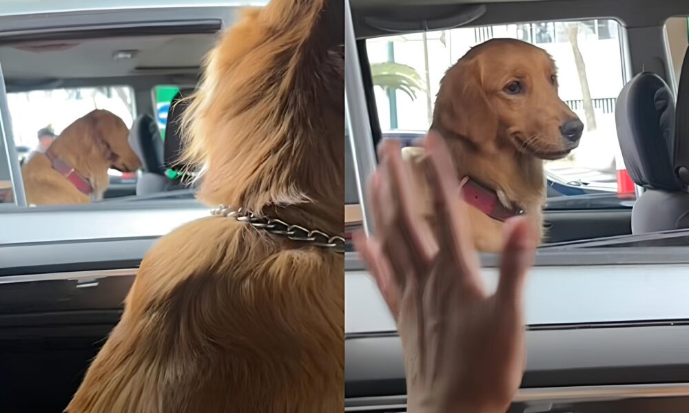 O Momento Fofura do Ano Golden Retriever Envergonhado Conquista Cora es no TikTok