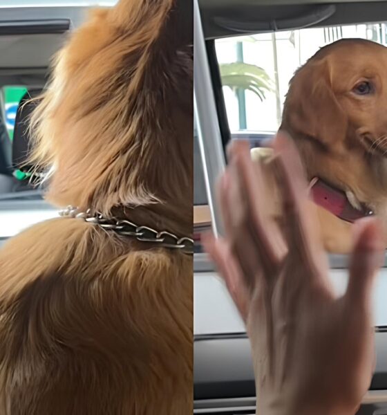 O Momento Fofura do Ano: Golden Retriever Envergonhado Conquista Corações no TikTok 16 O Momento Fofura do Ano Golden Retriever Envergonhado Conquista Cora es no TikTok