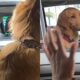 O Momento Fofura do Ano Golden Retriever Envergonhado Conquista Cora es no TikTok