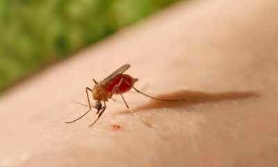O V rus Oropouche Est se Espalhando Uma Amea a Silenciosa na Am rica do Sul