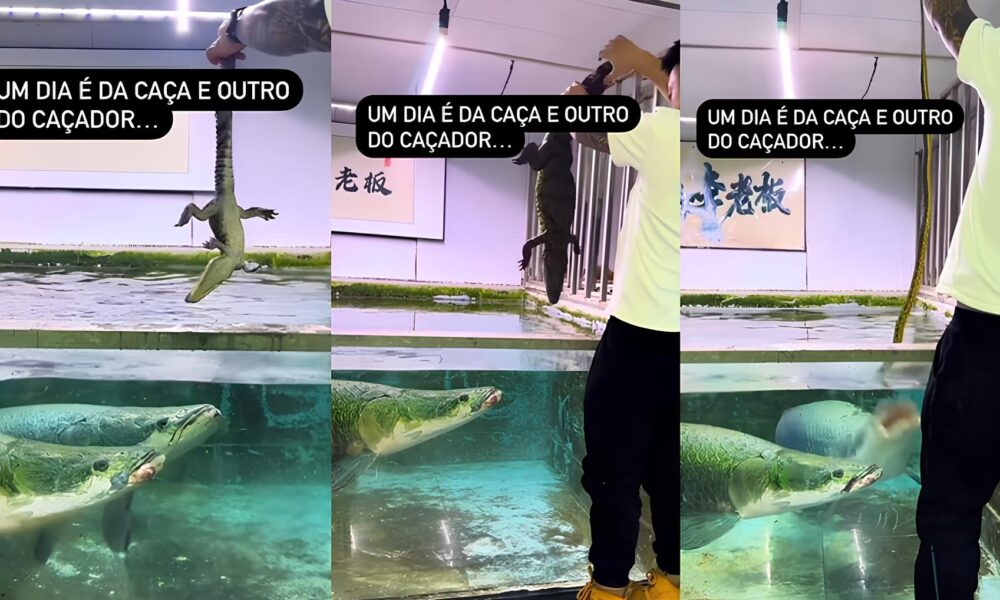 Os Mist rios do Gigante das guas Como o Pirarucu Domina a Cadeia Alimentar e Encanta a Internet