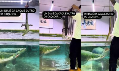 Os Mist rios do Gigante das guas Como o Pirarucu Domina a Cadeia Alimentar e Encanta a Internet
