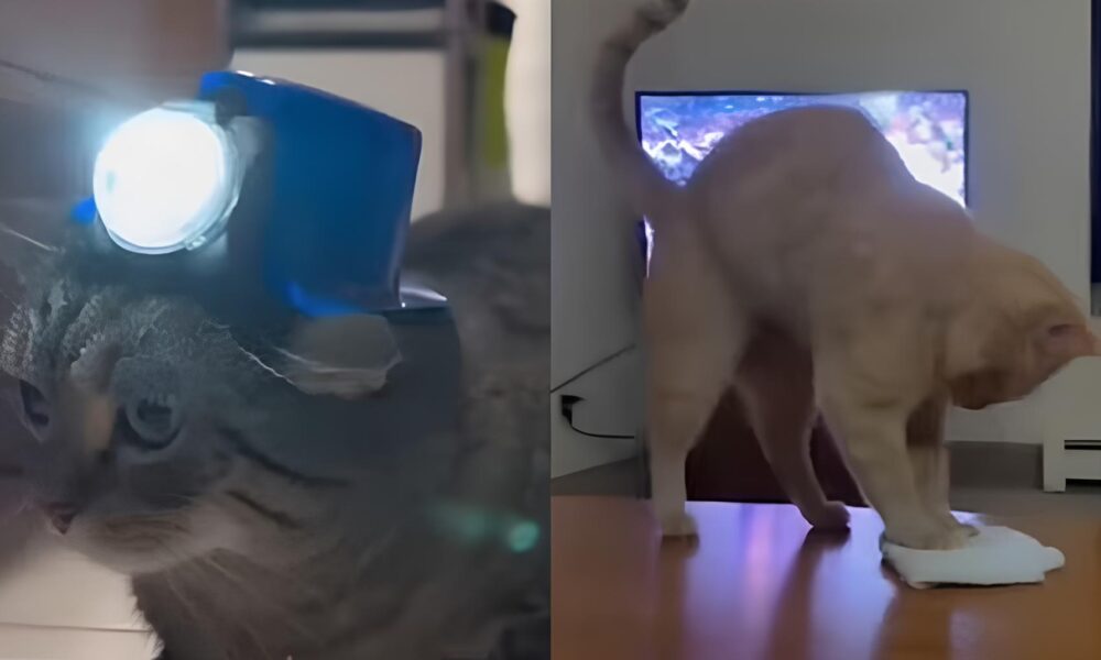 Os Momentos Mais Inusitados dos Gatos na Internet O Que Eles Revelam Sobre Nossa Conex o com os Felinos