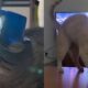 Os Momentos Mais Inusitados dos Gatos na Internet O Que Eles Revelam Sobre Nossa Conex o com os Felinos