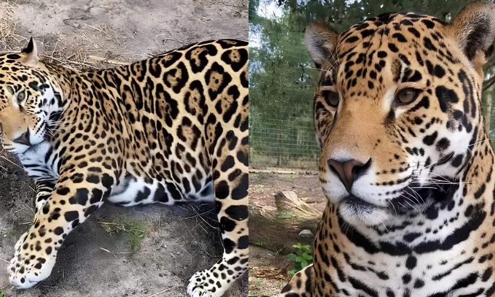 Por Que Esta On a Plus Size Virou Sensa o na Internet A Hist ria Por Tr s do Felino que Encantou Milh es