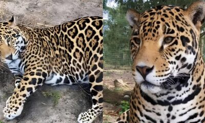 Por Que Esta On a Plus Size Virou Sensa o na Internet A Hist ria Por Tr s do Felino que Encantou Milh es