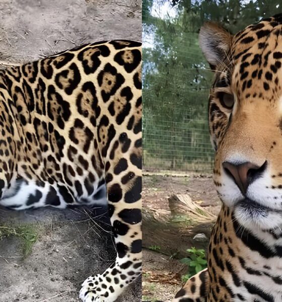Por Que Esta Onça Plus Size Virou Sensação na Internet? A História Por Trás do Felino que Encantou Milhões 16 Por Que Esta On a Plus Size Virou Sensa o na Internet A Hist ria Por Tr s do Felino que Encantou Milh es