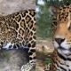 Por Que Esta On a Plus Size Virou Sensa o na Internet A Hist ria Por Tr s do Felino que Encantou Milh es
