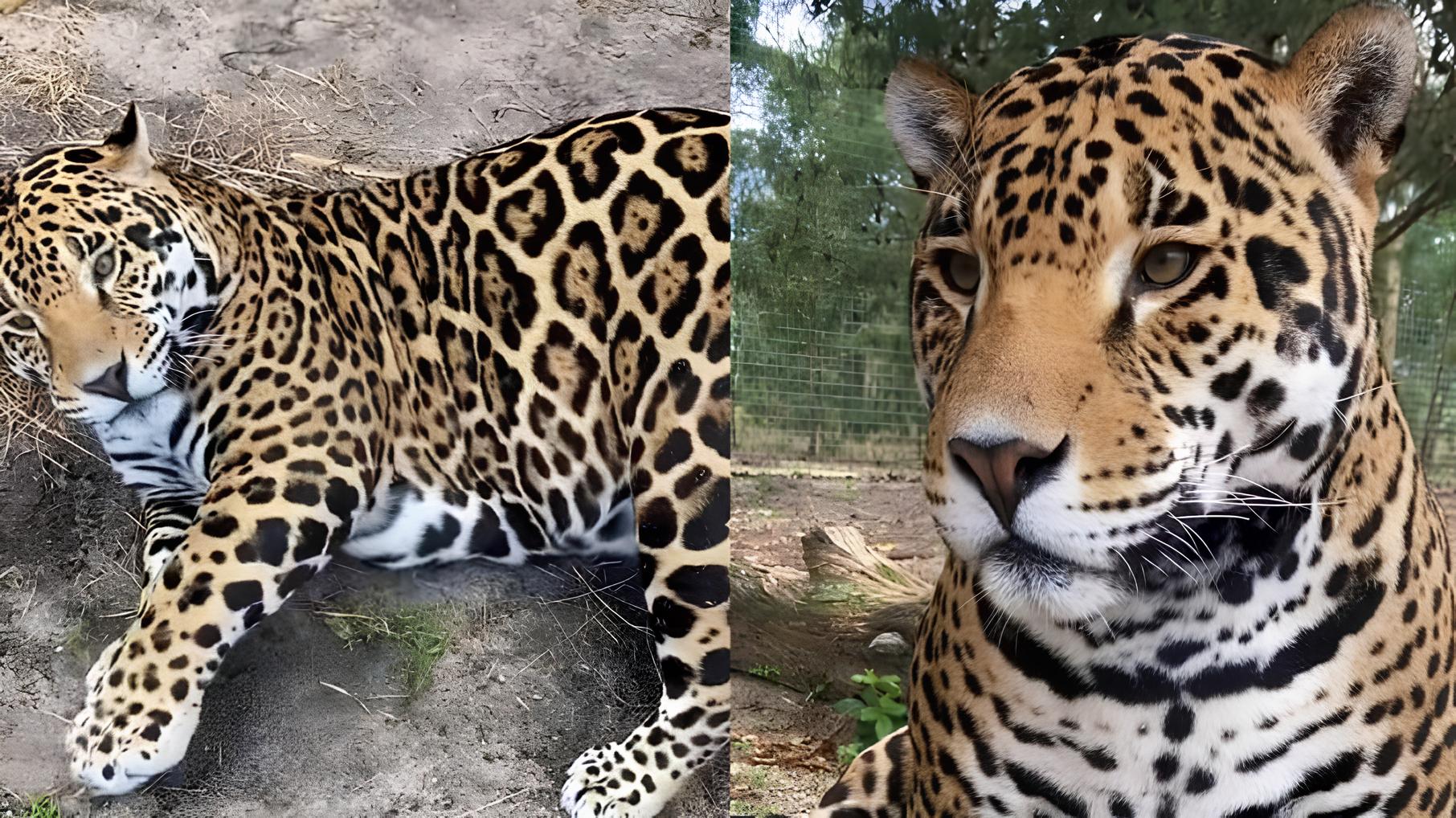 Por Que Esta Onça Plus Size Virou Sensação na Internet? A História Por Trás do Felino que Encantou Milhões 15 Por Que Esta On a Plus Size Virou Sensa o na Internet A Hist ria Por Tr s do Felino que Encantou Milh es