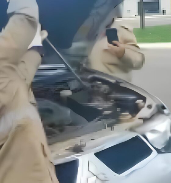 Quando o Motor do Carro Vira Habitat: A História da Cobra Resgatada em Anápolis 16 Quando o Motor do Carro Vira Habitat A Hist ria da Cobra Resgatada em An polis