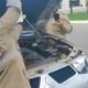 Quando o Motor do Carro Vira Habitat A Hist ria da Cobra Resgatada em An polis