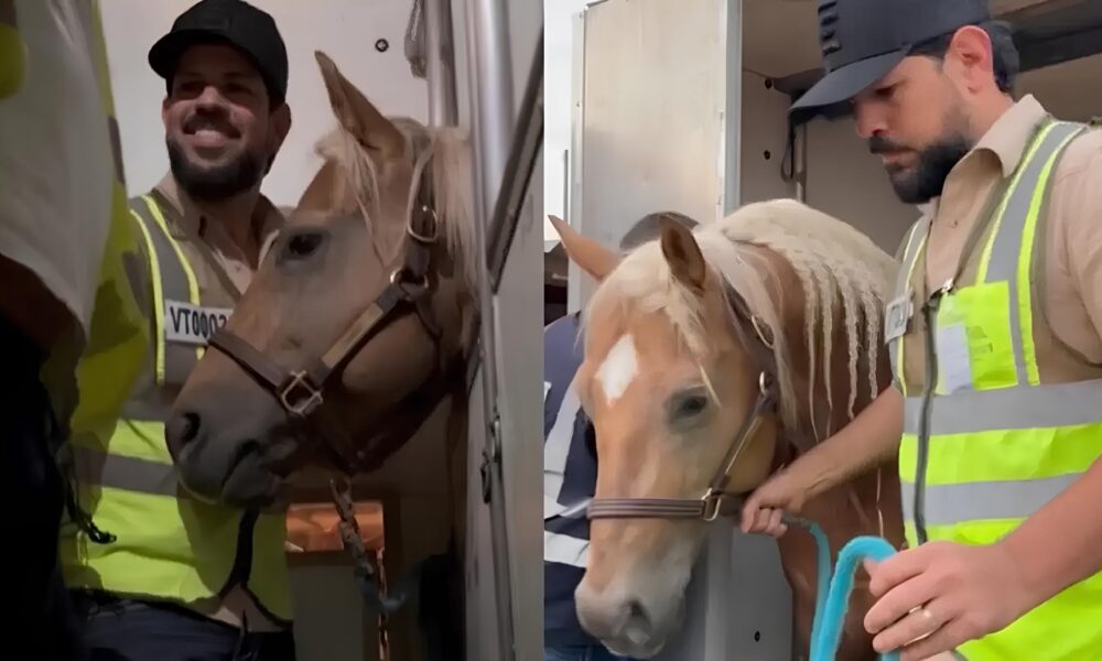 Quando o Sertanejo Encontra o Ouro A Hist ria Por Tr s do Cavalo Milion rio de Sorocaba