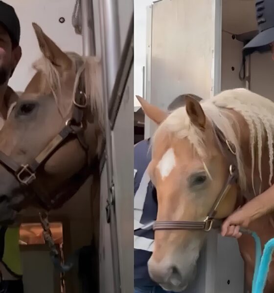 Quando o Sertanejo Encontra o Ouro: A História Por Trás do Cavalo Milionário de Sorocaba 16 Quando o Sertanejo Encontra o Ouro A Hist ria Por Tr s do Cavalo Milion rio de Sorocaba