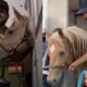Quando o Sertanejo Encontra o Ouro A Hist ria Por Tr s do Cavalo Milion rio de Sorocaba