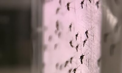 Salto de Pirapora O Projeto Revolucion rio Que Est Redefinindo a Guerra Contra o Aedes aegypti