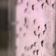 Salto de Pirapora O Projeto Revolucion rio Que Est Redefinindo a Guerra Contra o Aedes aegypti