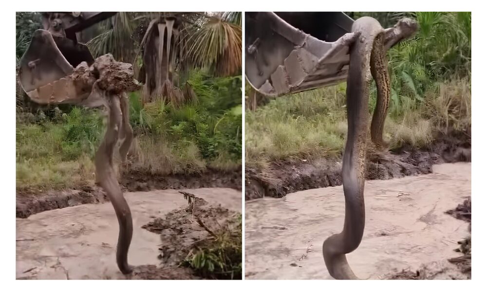 V DEO Cobra Gigantesca Encontrada Durante Escava o Causa P nico e Fasc nio Revelando Segredos da Natureza Oculta