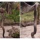 V DEO Cobra Gigantesca Encontrada Durante Escava o Causa P nico e Fasc nio Revelando Segredos da Natureza Oculta