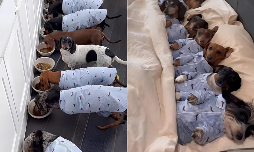 Viral no TikTok A Ca tica e Encantadora Rotina de Uma Mulher com 8 Dachshunds