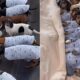 Viral no TikTok A Ca tica e Encantadora Rotina de Uma Mulher com 8 Dachshunds