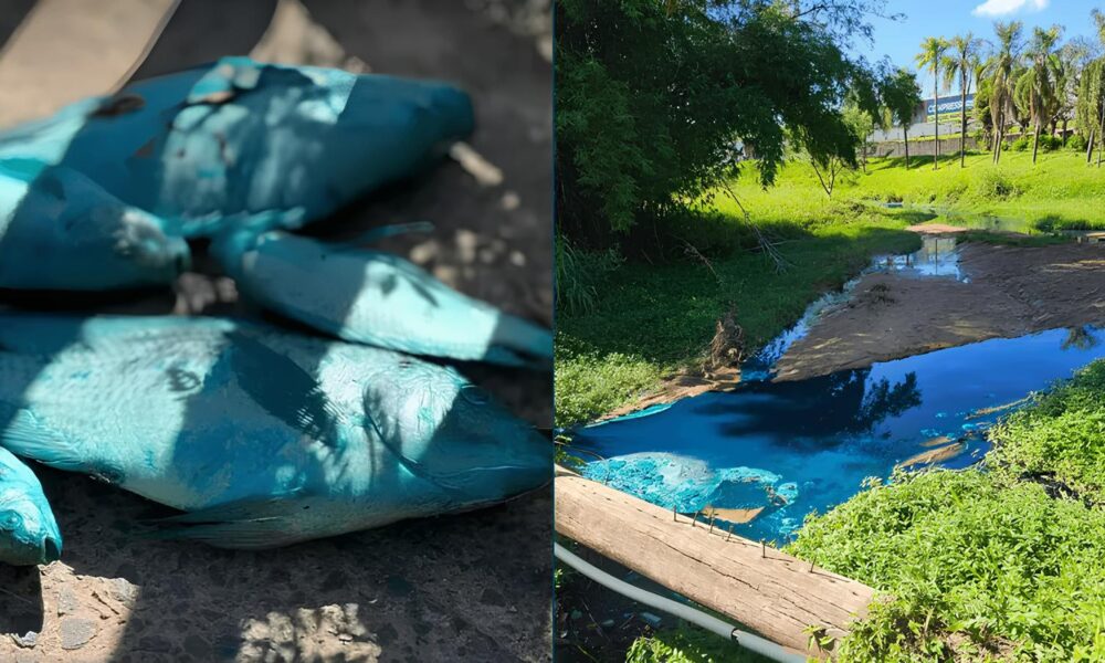 C rrego das Tulipas Tingido de Azul O Caso dos Animais Pintados e a Batalha Pelo Meio Ambiente