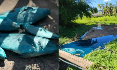 C rrego das Tulipas Tingido de Azul O Caso dos Animais Pintados e a Batalha Pelo Meio Ambiente