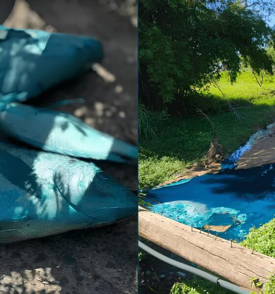 Córrego das Tulipas Tingido de Azul: O Caso dos Animais “Pintados” e a Batalha Pelo Meio Ambiente 16 C rrego das Tulipas Tingido de Azul O Caso dos Animais Pintados e a Batalha Pelo Meio Ambiente