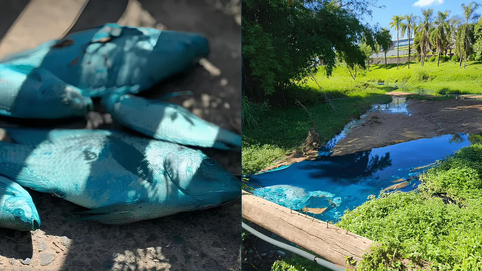 Córrego das Tulipas Tingido de Azul: O Caso dos Animais “Pintados” e a Batalha Pelo Meio Ambiente 15 C rrego das Tulipas Tingido de Azul O Caso dos Animais Pintados e a Batalha Pelo Meio Ambiente