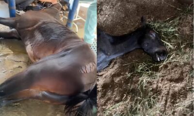 Cavalos Mortos e Doentes em Indaiatuba Um Mist rio que Pode Revelar uma Epidemia Silenciosa