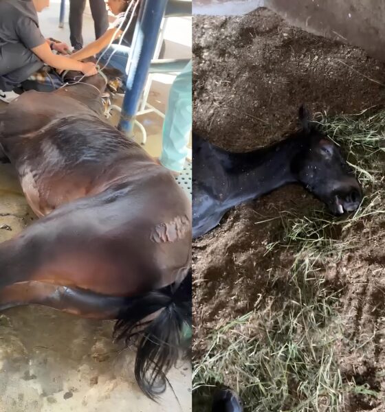 Cavalos Mortos e Doentes em Indaiatuba: Um Mistério que Pode Revelar uma Epidemia Silenciosa 16 Cavalos Mortos e Doentes em Indaiatuba Um Mist rio que Pode Revelar uma Epidemia Silenciosa