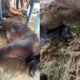 Cavalos Mortos e Doentes em Indaiatuba Um Mist rio que Pode Revelar uma Epidemia Silenciosa