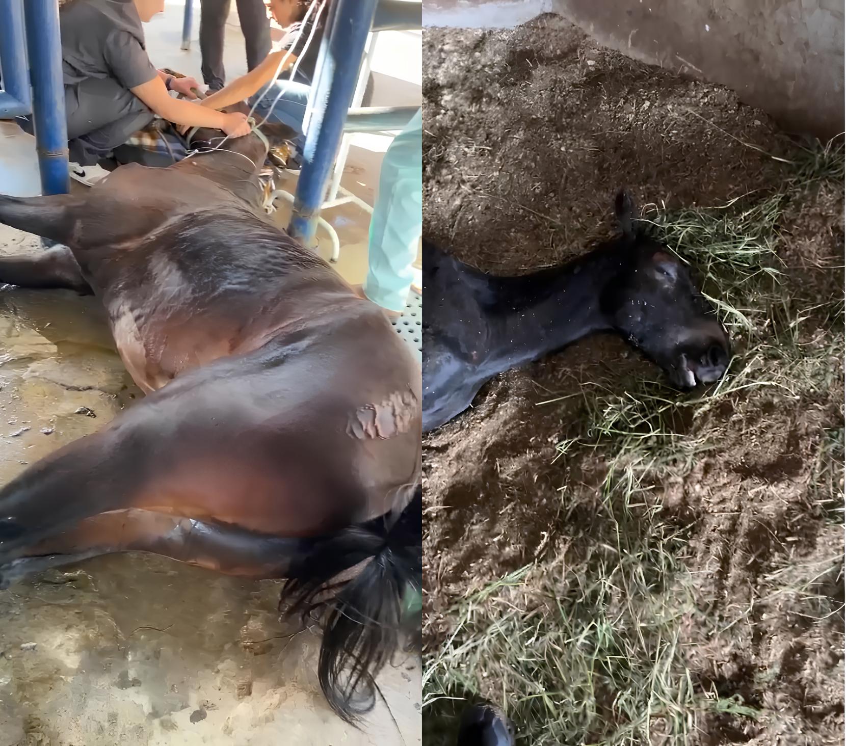 Cavalos Mortos e Doentes em Indaiatuba: Um Mistério que Pode Revelar uma Epidemia Silenciosa 15 Cavalos Mortos e Doentes em Indaiatuba Um Mist rio que Pode Revelar uma Epidemia Silenciosa