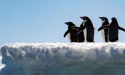 Como as Fezes de Pinguins Podem Ser a Aliada Inesperada Contra o Aquecimento Global na Ant rtica