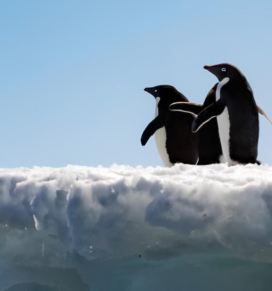 Como as Fezes de Pinguins Podem Ser a Aliada Inesperada Contra o Aquecimento Global na Antártica? 16 Como as Fezes de Pinguins Podem Ser a Aliada Inesperada Contra o Aquecimento Global na Ant rtica