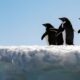 Como as Fezes de Pinguins Podem Ser a Aliada Inesperada Contra o Aquecimento Global na Ant rtica